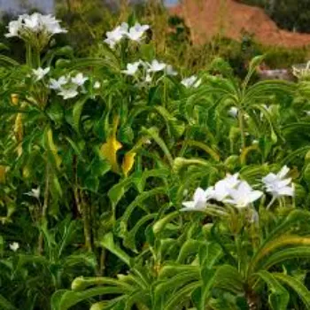 White Plumeria Plant